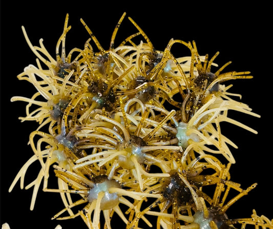2.5” Pinheads